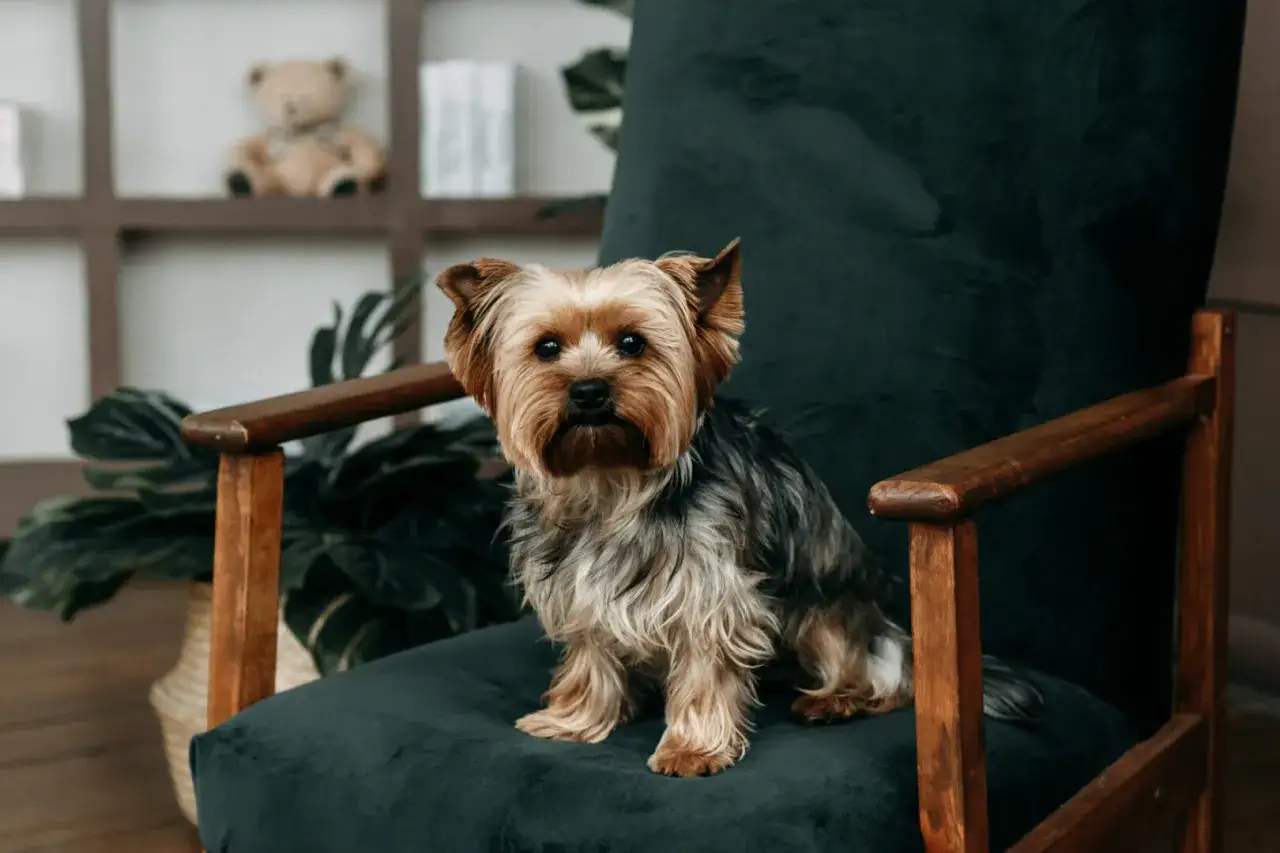 Uroczy yorkshire terrier siedzi na fotelu. Jego waga jest idealna, by mógł swobodnie wskoczyć na mebel.