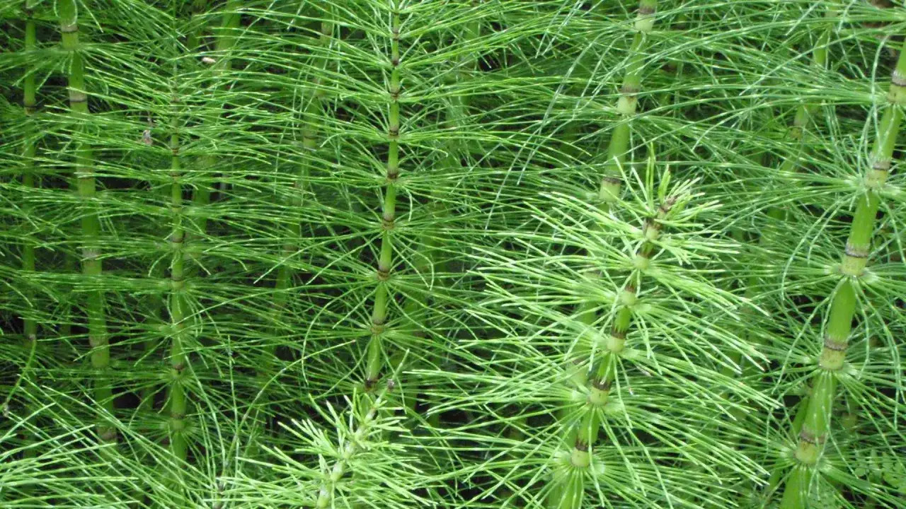 Plantes de prêle dans un jardin, idéales pour un traitement naturel. Leurs tiges vertes et fines créent un effet visuel dense.
