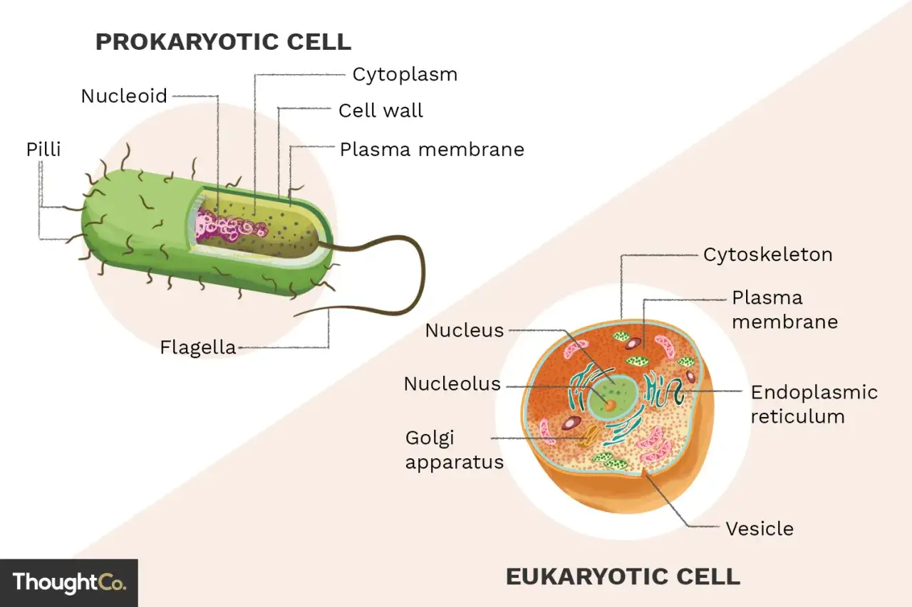 Bakterien sind prokaryoten. Die Abbildung zeigt eine prokaryotische Zelle mit Pili, Flagella, Nucleoid und Zellwand, im Gegensatz zu einer eukaryotischen Zelle.