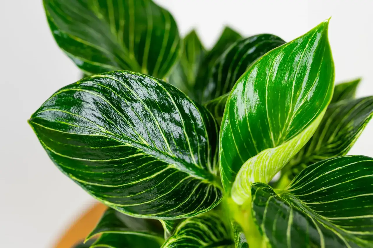 Philodendron Birkin z błyszczącymi, ciemnozielonymi liśćmi ozdobionymi kremowymi żyłkami.