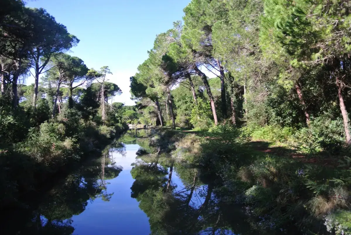 Un sentiero nel **savio di Cervia**, tra pini marittimi e vegetazione lussureggiante, con un canale d'acqua che riflette il cielo azzurro e il verde degli alberi.