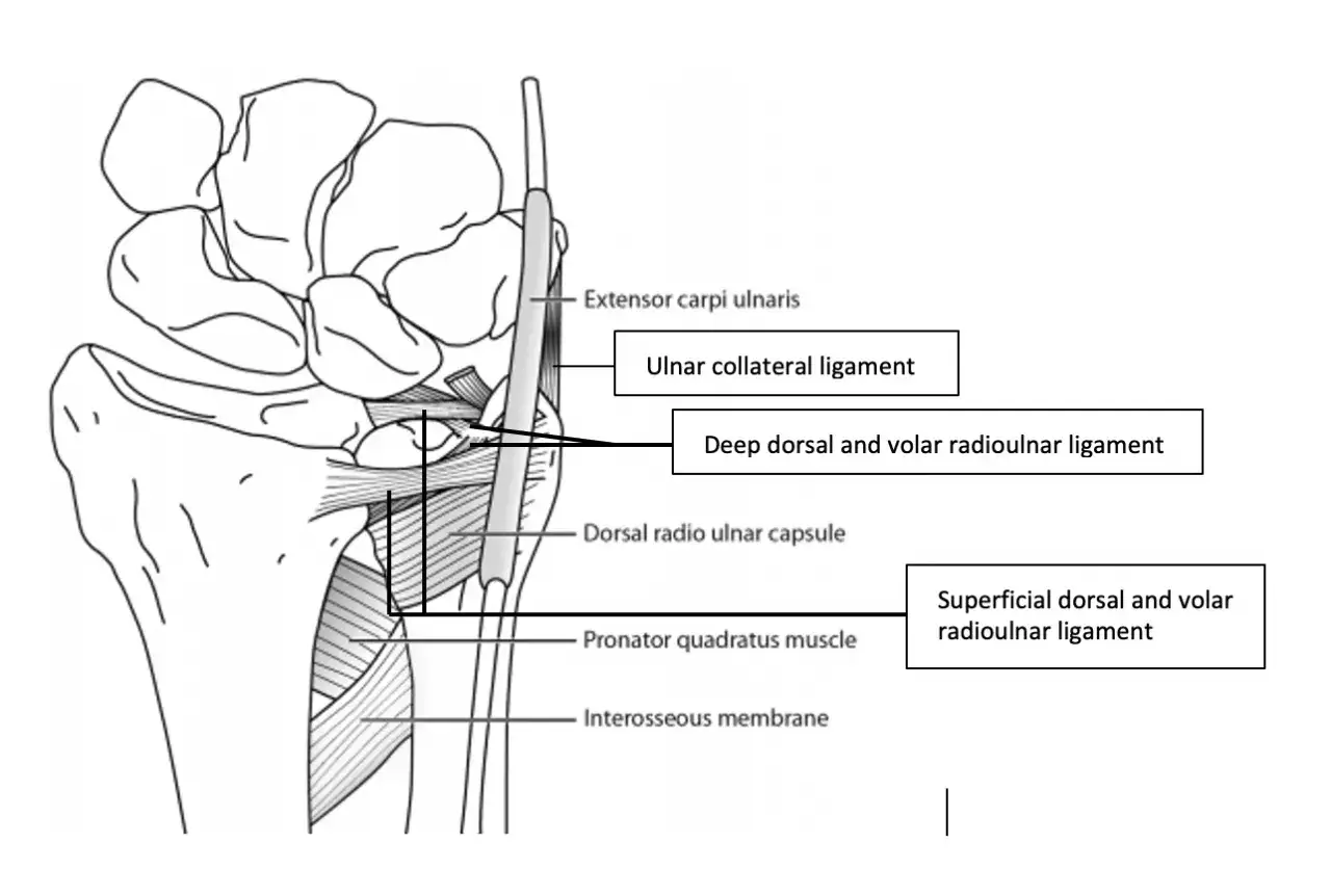 Anatomische Darstellung des distalen Radioulnargelenks mit Bändern und Muskeln.