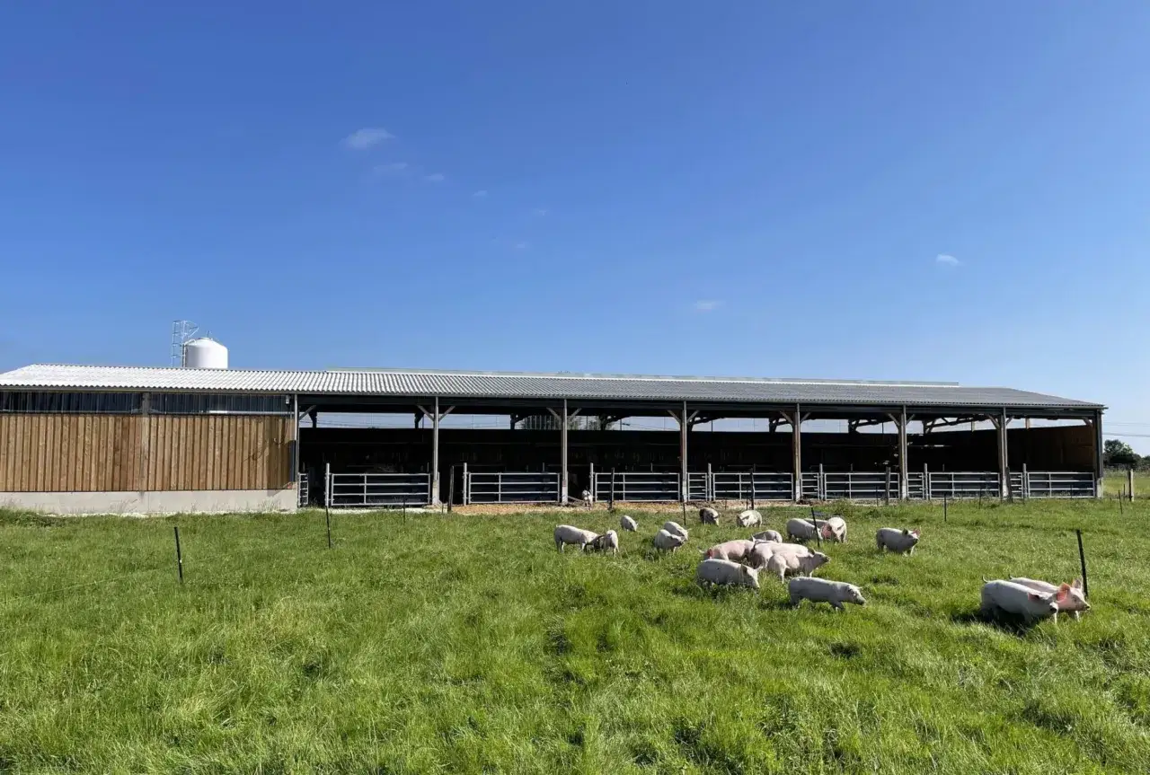 Un troupeau de cochons roses se promène dans un pré verdoyant, près d'un grand bâtiment ouvert qui sert de habitat du cochon.