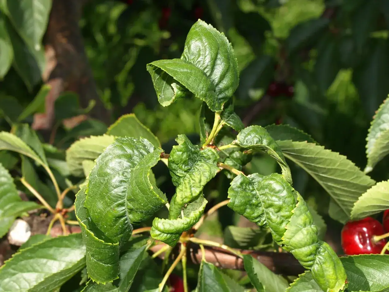 Feuilles de cerisier recroquevill&eacute;es, signe d'une maladie. Les feuilles sont d&eacute;form&eacute;es et pliss&eacute;es, indiquant un probl&egrave;me de sant&eacute; pour l'arbre.