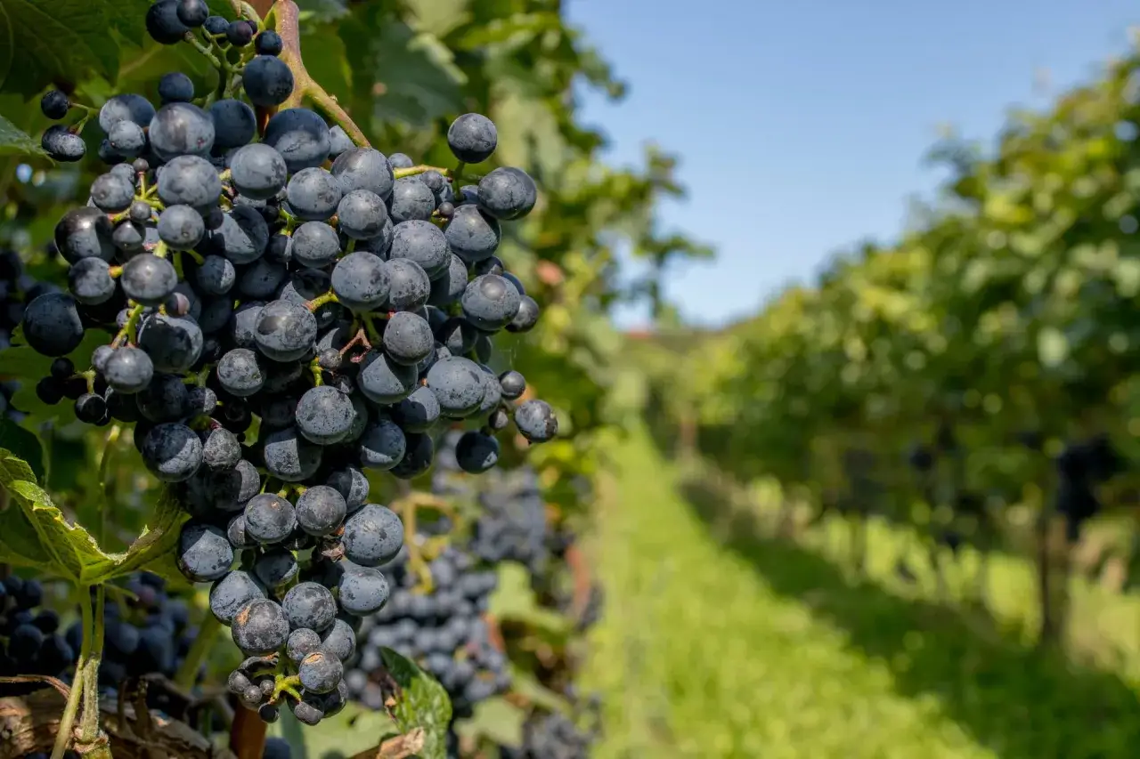 szczepy winogron pinot noir cabernet sauvignon merlot