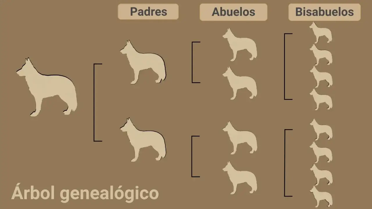 Árbol genealógico de perros que ilustra qué es pedigree: muestra ancestros (padres, abuelos, bisabuelos) para rastrear linaje.