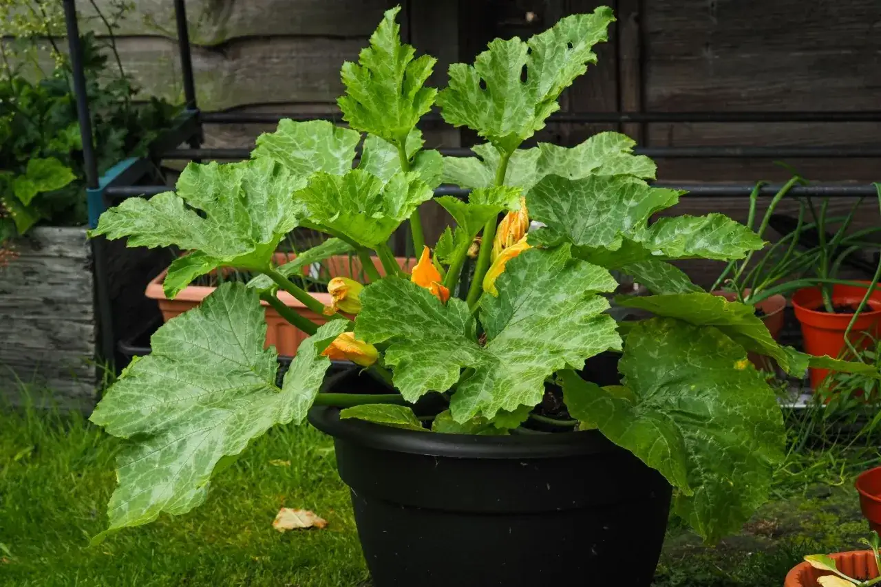 Eine &uuml;ppige Zucchinipflanze mit gro&szlig;en, gr&uuml;nen Bl&auml;ttern und gelben Bl&uuml;ten in einem schwarzen Topf.