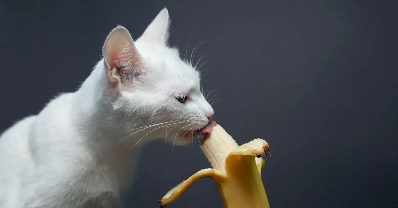 Biały kot oblizuje banana, zastanawiając się, czy koty mogą jeść banany.