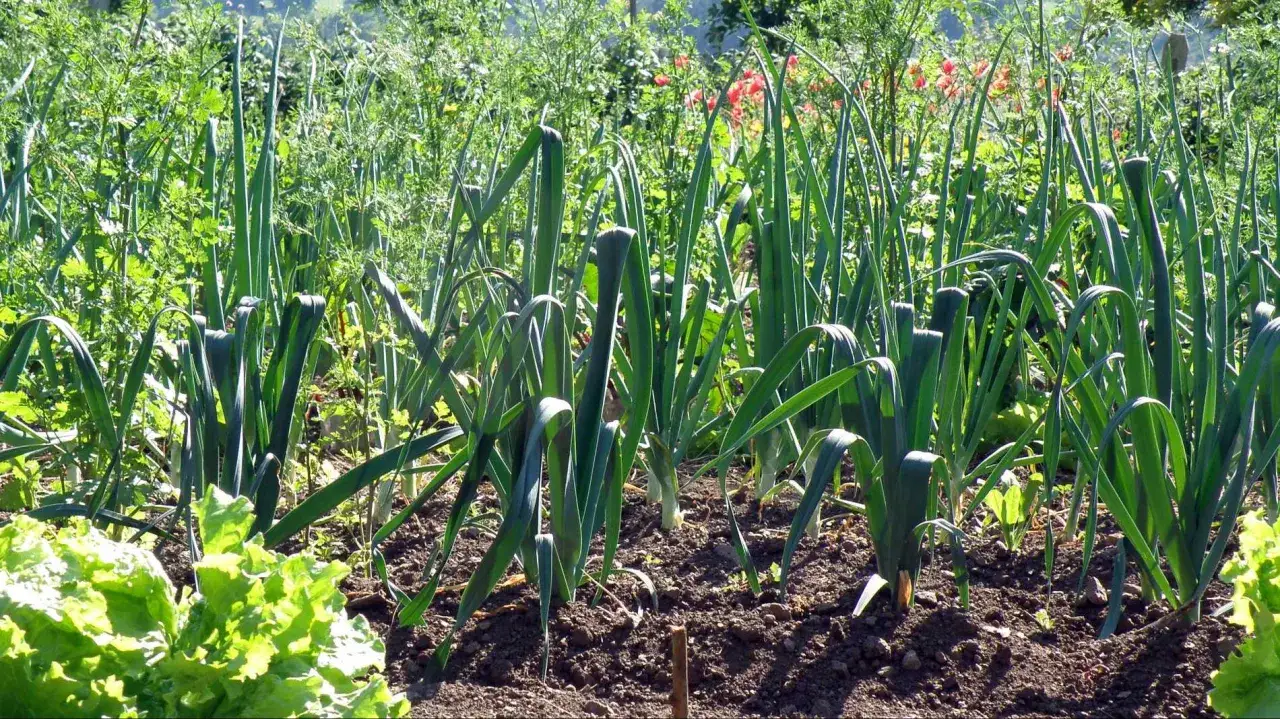 Un potager ensoleill&eacute; avec des poireaux bien d&eacute;velopp&eacute;s. Le moment id&eacute;al pour savoir quand planter les poireaux est maintenant, pour profiter de leur saveur en automne.