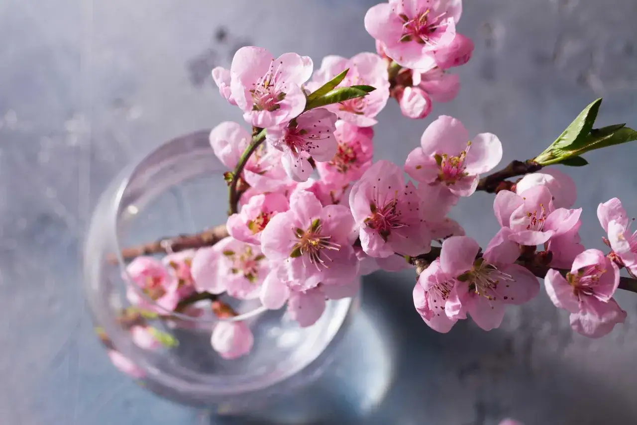 Zarte rosa Blüten an Zweigen in einer Glasvase. Diese Barbarazweige sind ein Symbol für Hoffnung und den nahenden Frühling.