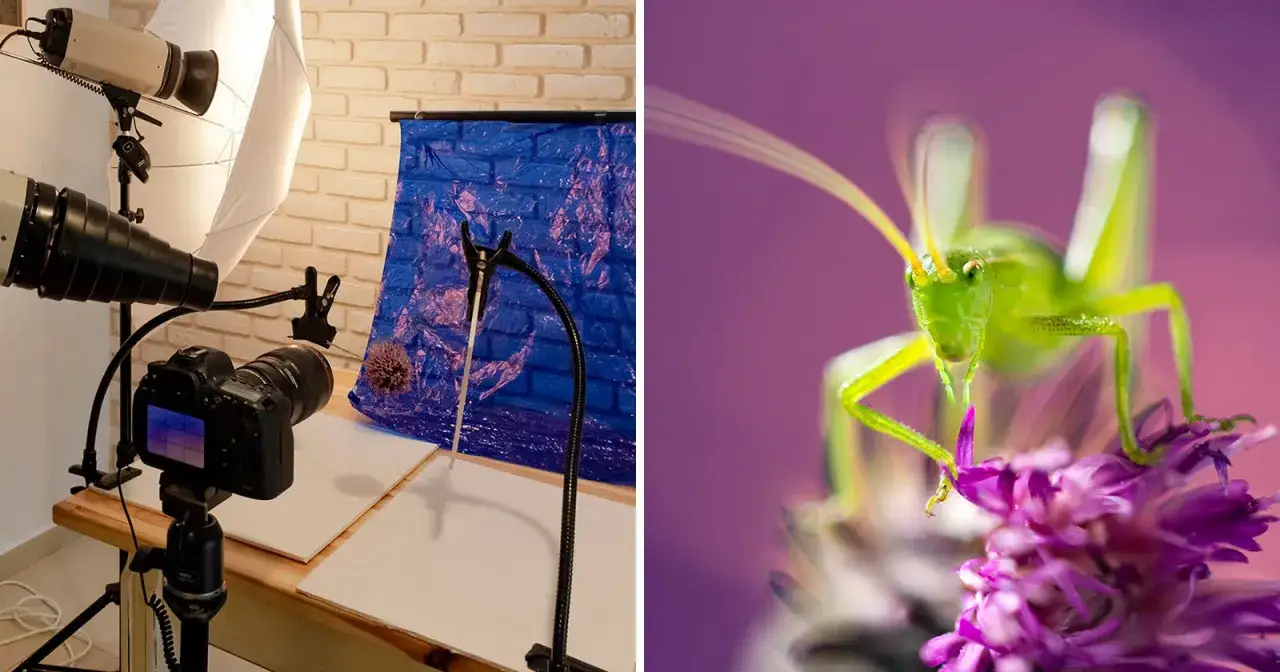 A studio setup for insect photography, featuring a camera and lighting, contrasts with a vibrant close-up of a green grasshopper on a purple flower.