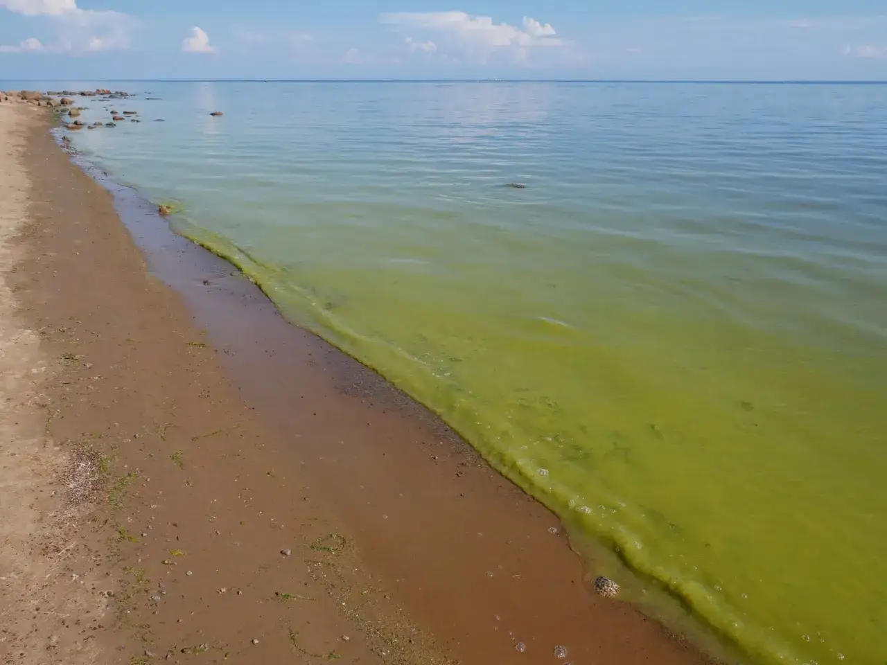 Brzeg Bałtyku z zieloną smugą sinic. Piasek i kamienie na plaży, spokojne, błękitne niebo z chmurami.