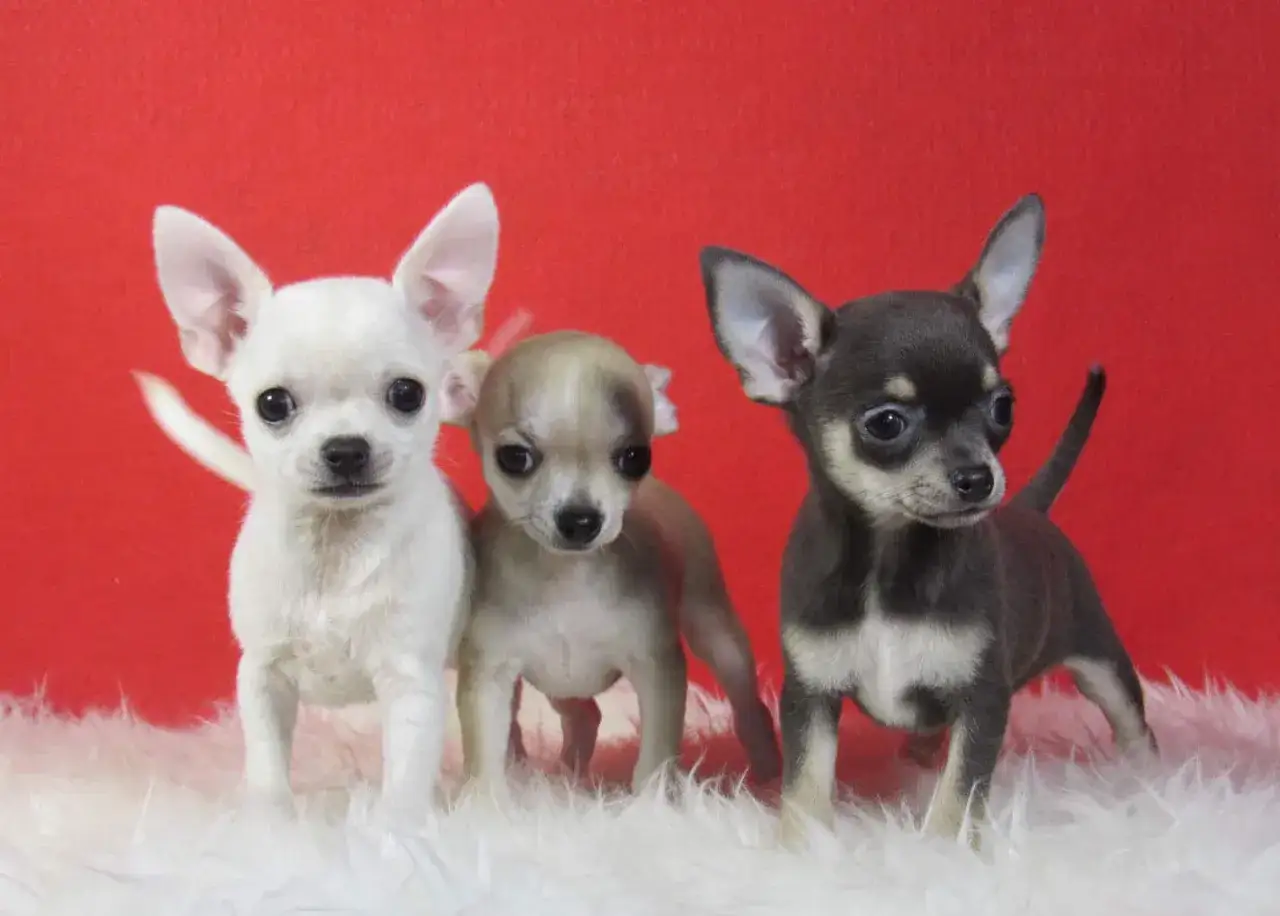Tres cachorros chihuahua, los perros más pequeños del mundo, posan sobre una alfombra blanca con fondo rojo.