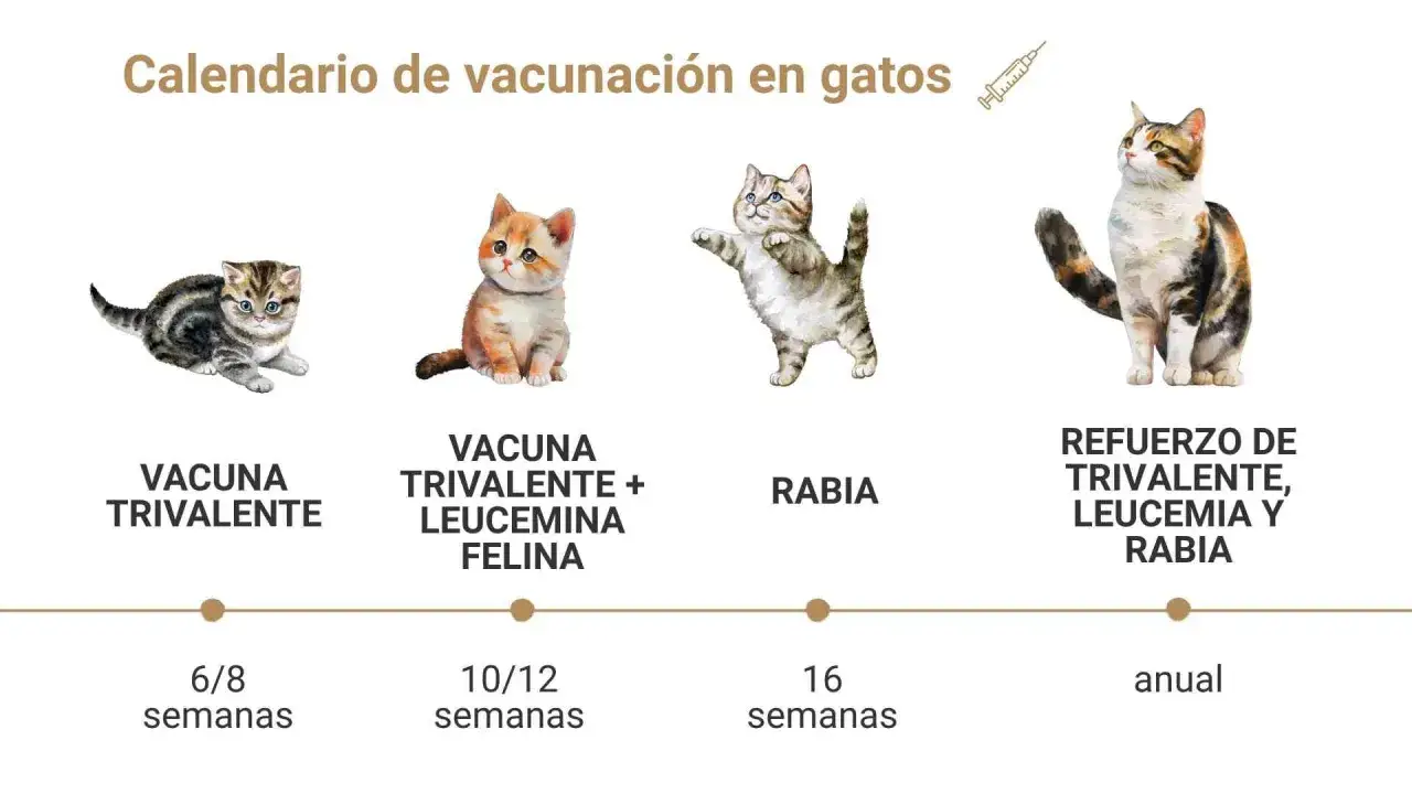 Calendario de vacunaci&oacute;n felina: qu&eacute; vacunas necesita un gato. Muestra las vacunas trivalente, leucemia felina y rabia, con sus refuerzos anuales.