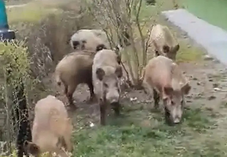 dzik na osiedlu spotkanie