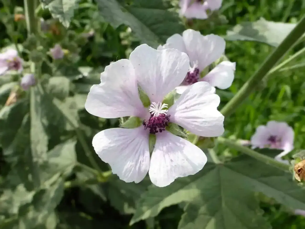 Zarte, hellrosa Bl&uuml;ten mit dunklem Zentrum. Vorsicht bei der **Malve Verwechslungsgefahr** mit &auml;hnlichen Pflanzen.