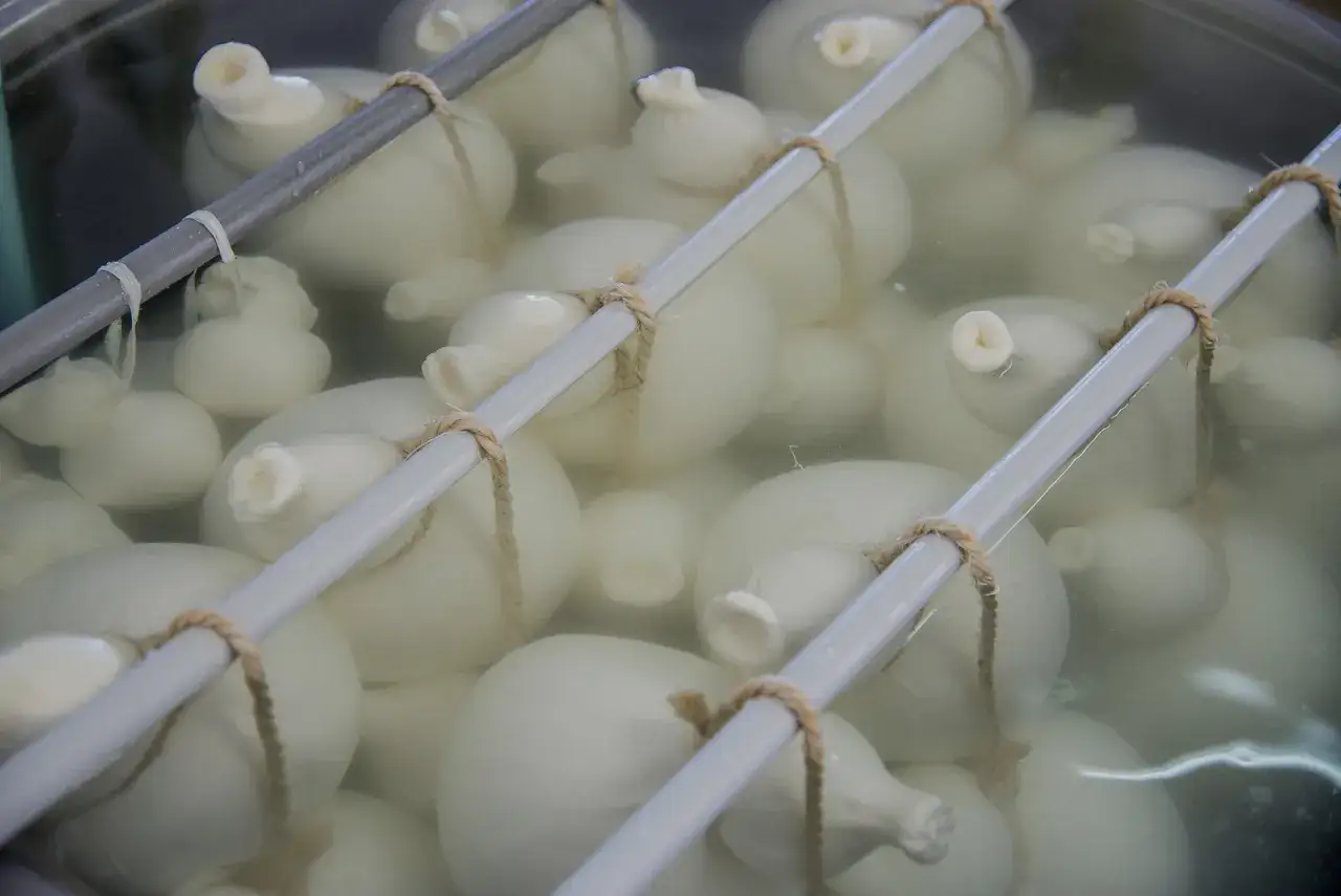 Formaggio a latte crudo in fase di lavorazione, immerso in acqua e legato con spago. Le forme tondeggianti emergono dall'acqua, pronte per diventare deliziose specialità.