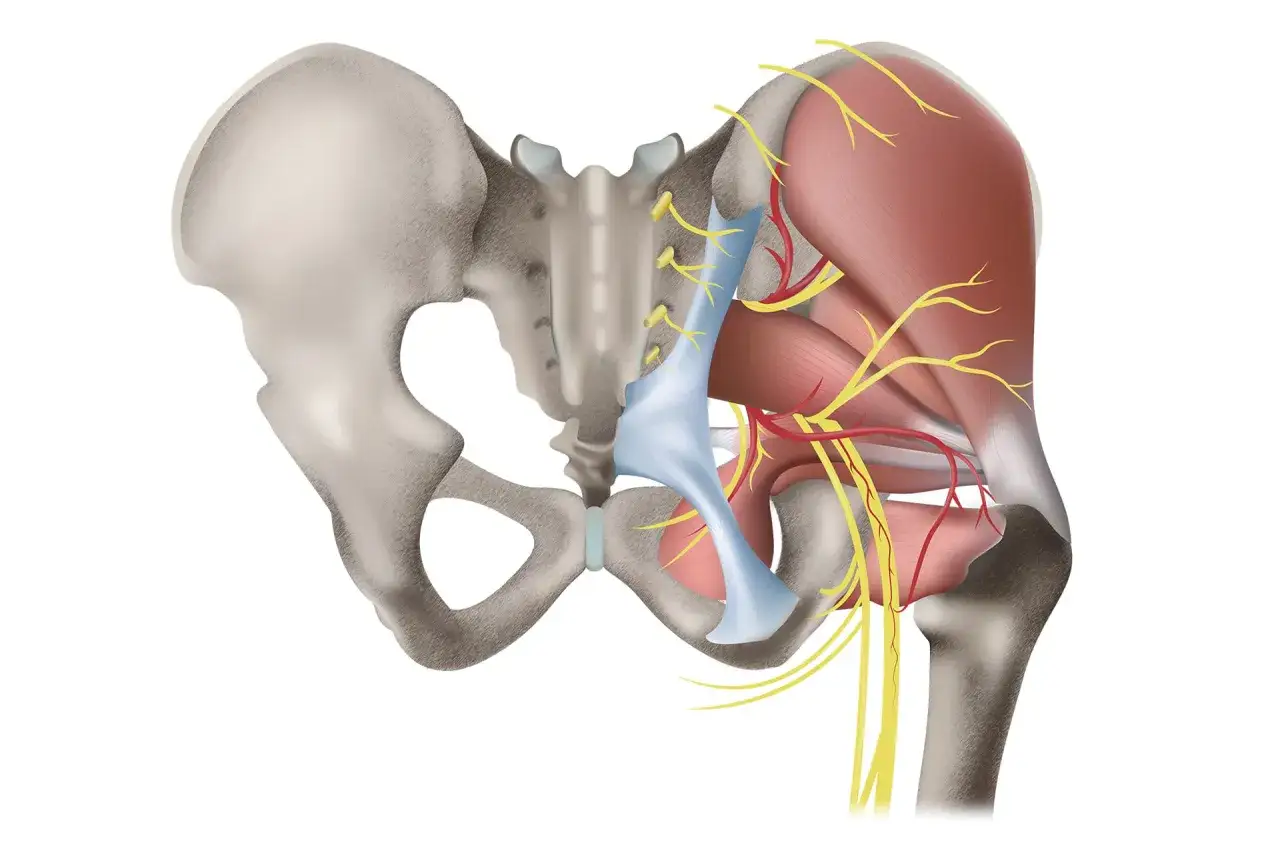 Anatomie du bassin montrant des nerfs et des muscles. Un nerf coincé hanche symptôme peut être causé par une compression dans cette zone.