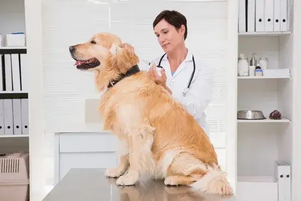 Weterynarz Golden Retriever