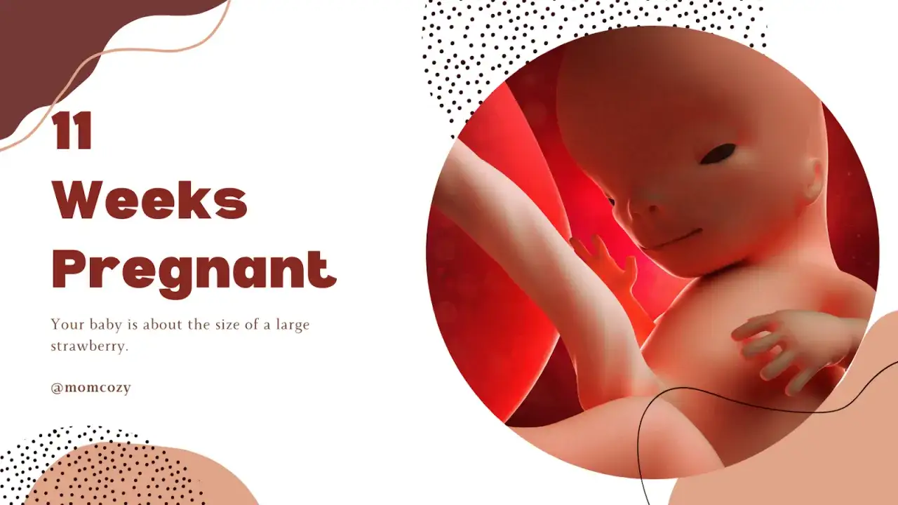11 ssw: Ein Baby, so groß wie eine Erdbeere, entwickelt sich.