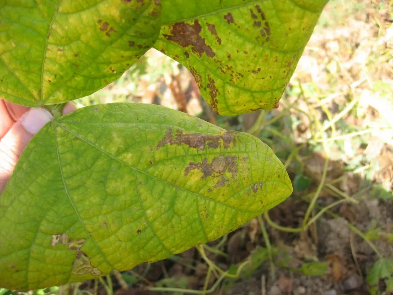 Foglie di fagiolo con macchie marroni e gialle, indicative di malattie del fagiolo. Immagini per diagnosi.