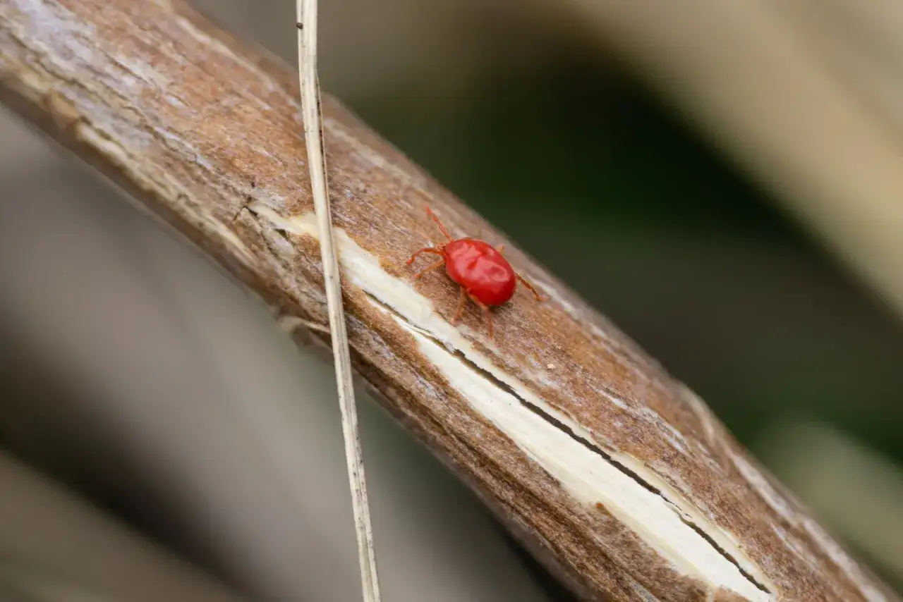 Ein winziges, leuchtend rotes Wesen, das aussehen rote vogelmilbe, krabbelt auf einem trockenen Zweig.