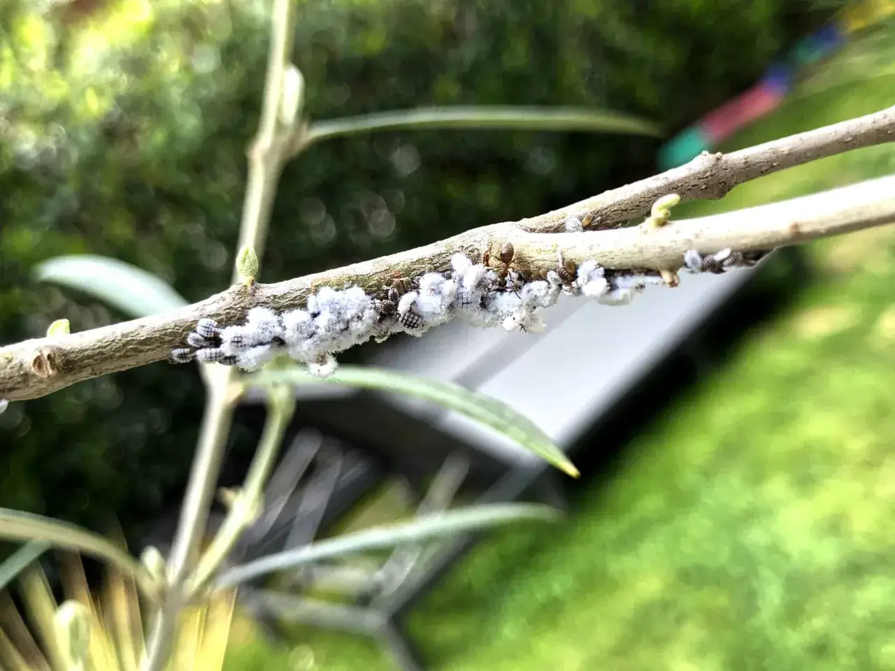 Schneckenartige Insekten mit wei&szlig;er Wolle befallen einen Olivenbaumzweig. Dies sind typische Bilder von Olivenbaumkrankheiten, die auf einen Befall mit Wolll&auml;usen hindeuten.