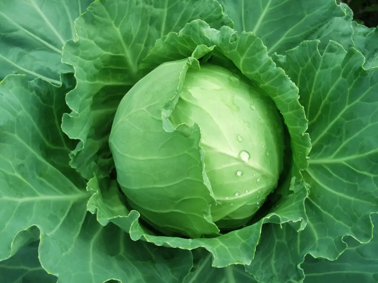 Bienfaits nutritionnels du chou