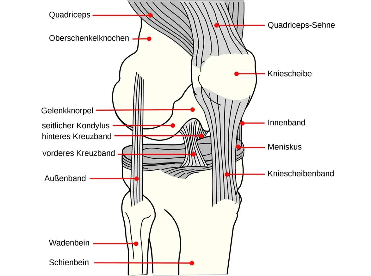 Anatomische Darstellung des Knies mit Beschriftungen. Hilfreich zur Erkl&auml;rung von knieschmerzen nach wandern.