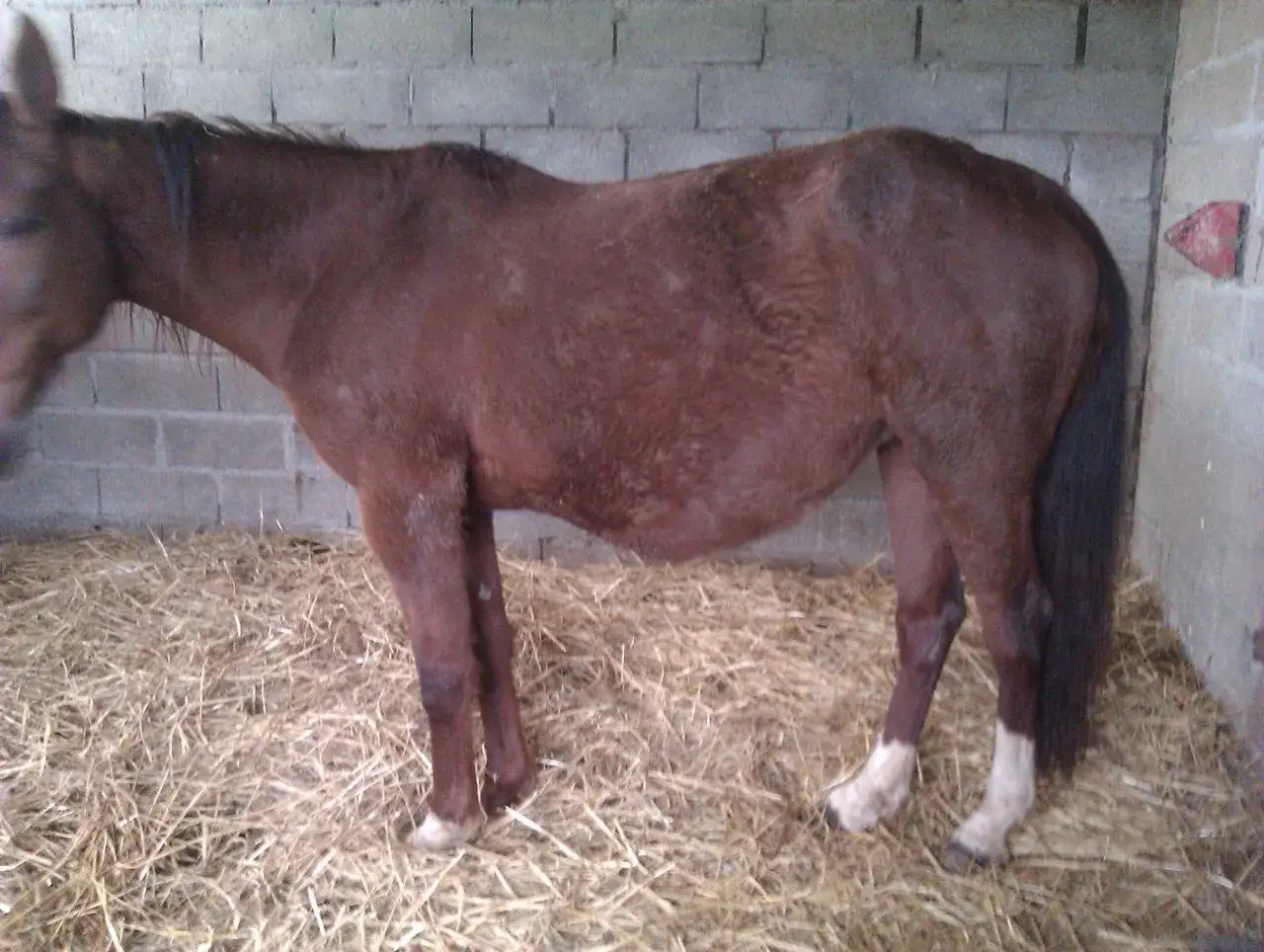 Jument brune au ventre pro&eacute;minent, signe d'une gestation avanc&eacute;e. Elle se tient sur de la paille dans une &eacute;table.