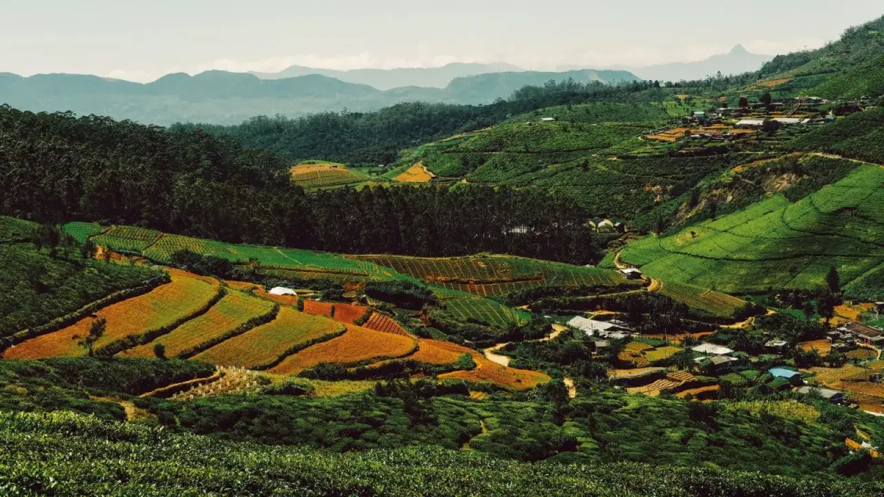 Grüne Teeplantagen und Terrassenfelder erstrecken sich über Hügel in Sri Lanka. Ein Dorf schmiegt sich an die Hänge. Eines der vielen Sri Lanka Highlights.