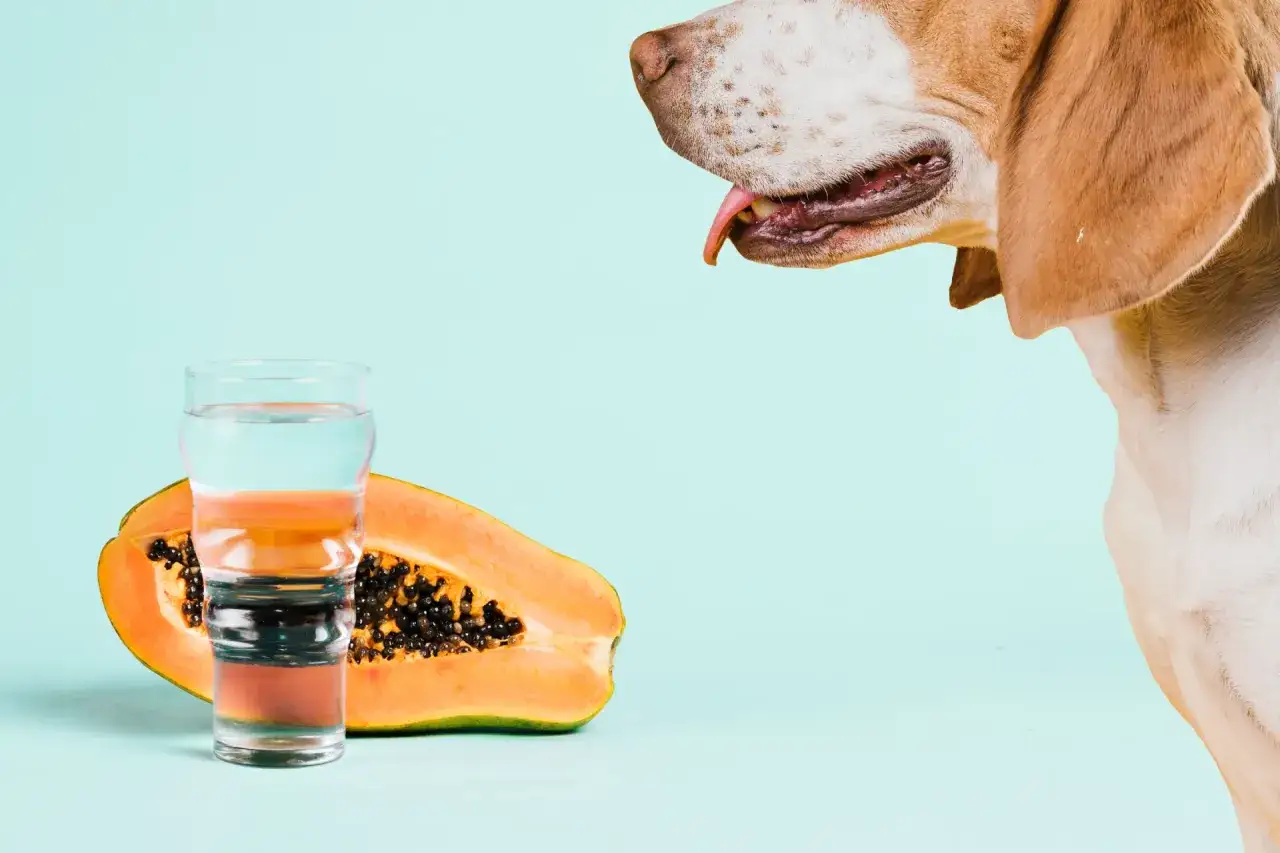A beagle's mouth is close to a glass of water and a halved papaya, hinting at the question: can dogs eat papaya?