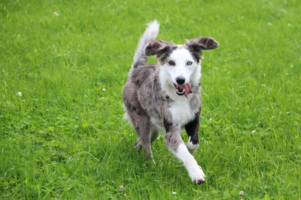 Ein fröhlicher Weimaraner Australian Shepherd Mix mit heterochromen Augen rennt über eine grüne Wiese.