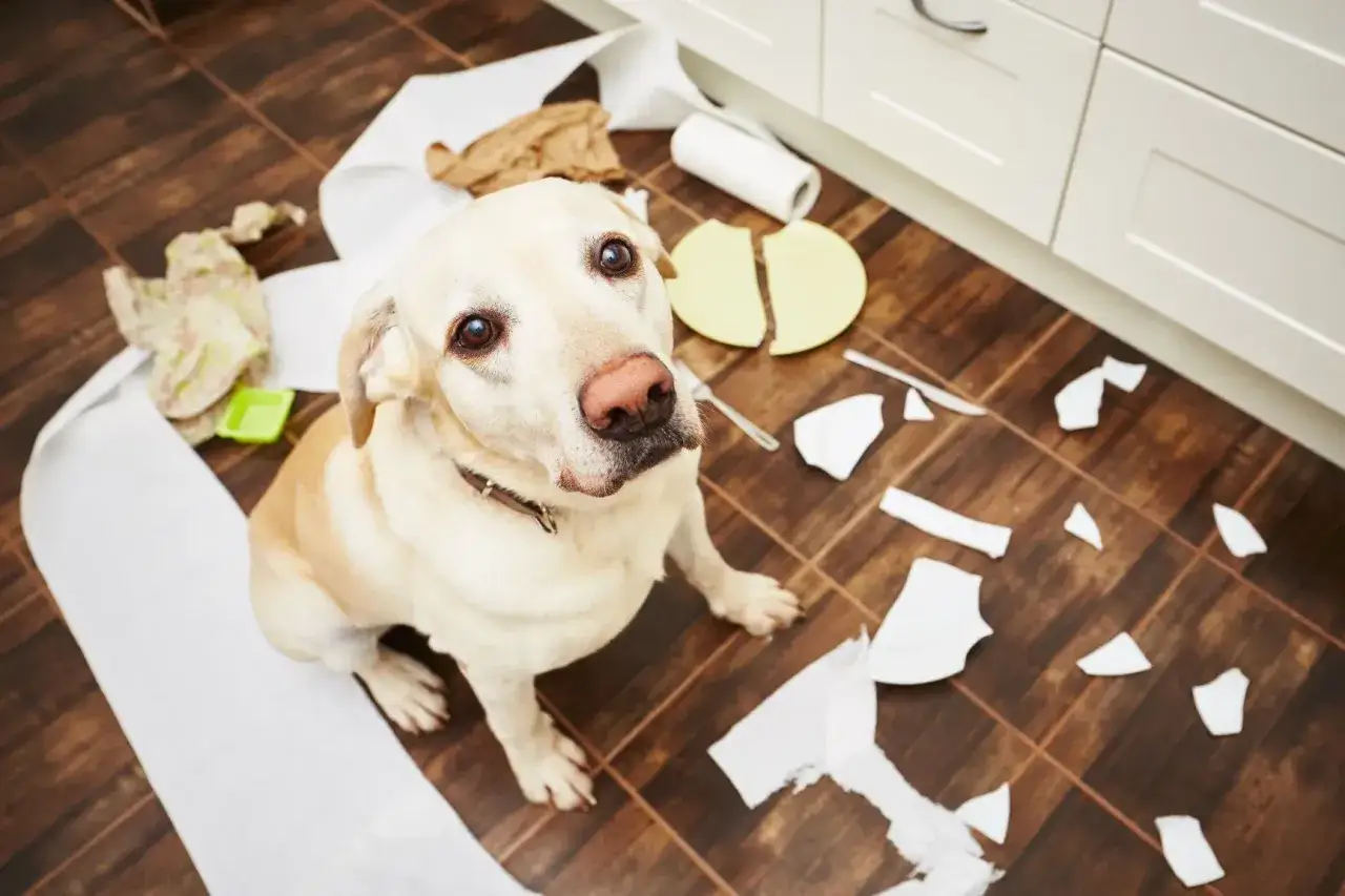 Labrador mit zerbrochenem Geschirr und Toilettenpapier. Ein Hundetrainer muss sich mit diesem Chaos auseinandersetzen, wenn der Hund alleine bleiben muss.