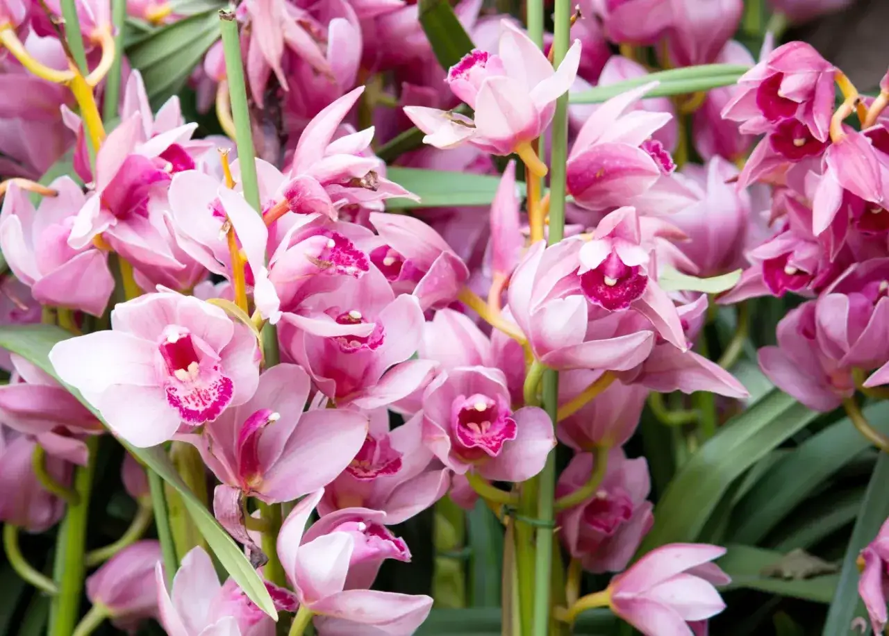 Mnóstwo różowych kwiatów cymbidium tworzy bujną, kwitnącą ścianę.