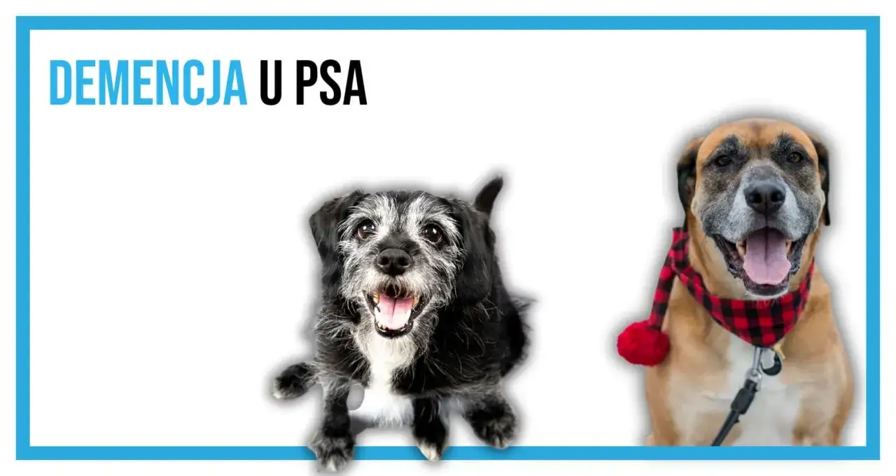 Dwa psy, jeden starszy, z siwiejącą sierścią, drugi młodszy, w świątecznej chustce. Temat: demencja u psa.