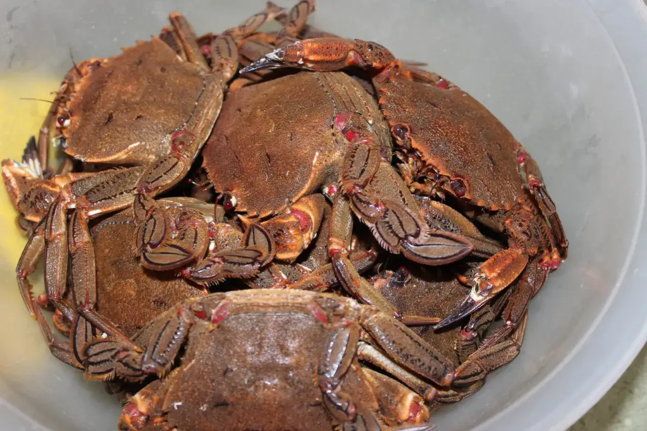 Un grupo de nécoras gallegas apiladas en un cubo.