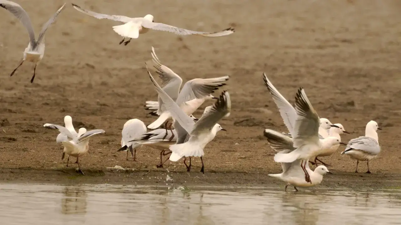 Gaviotas revolotean y se posan en la orilla de la rambla Morales, algunas chapoteando en el agua.