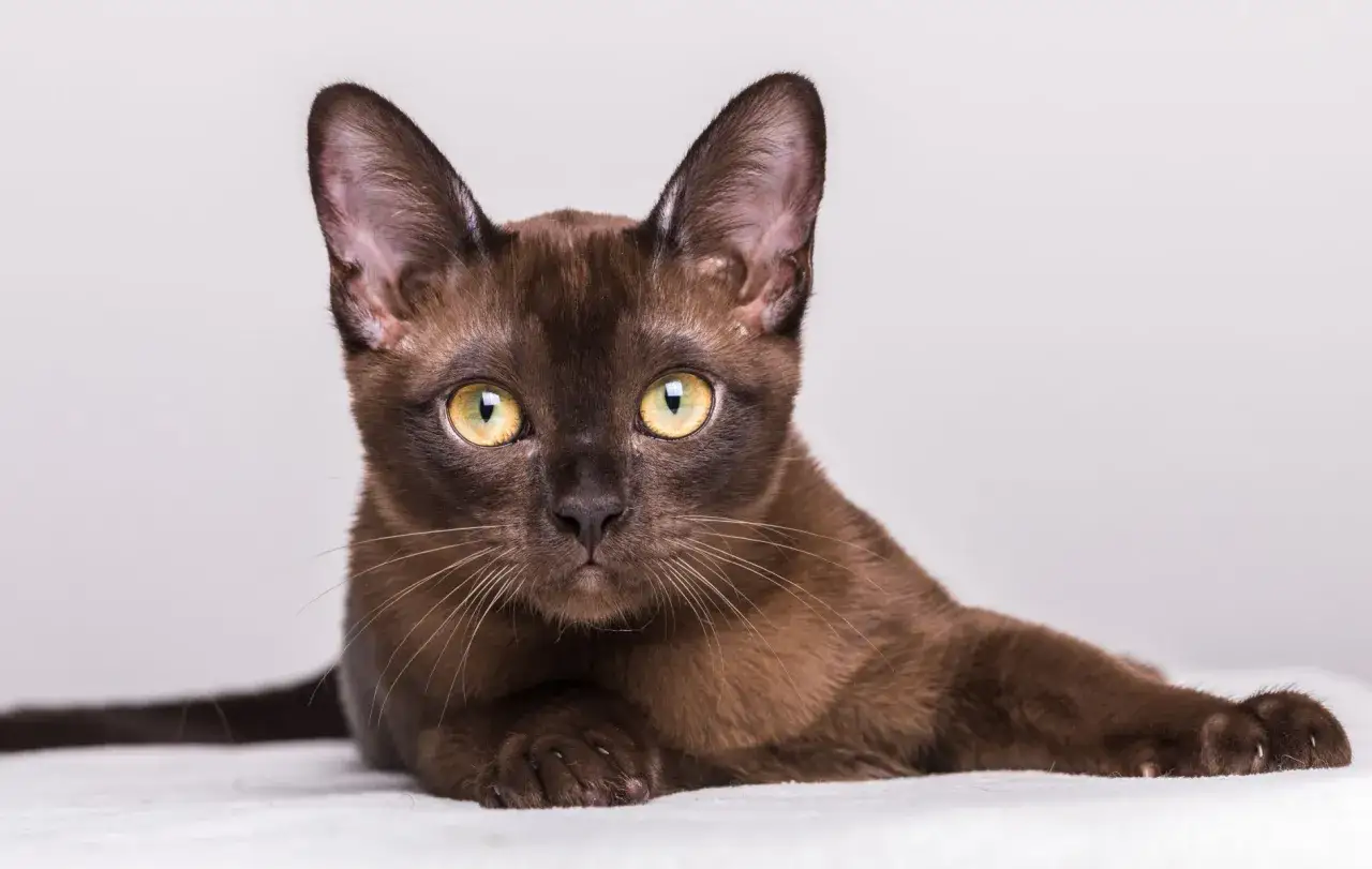 Un elegante gatto burmese marrone con occhi dorati, sdraiato su una superficie bianca, con uno sguardo intenso.