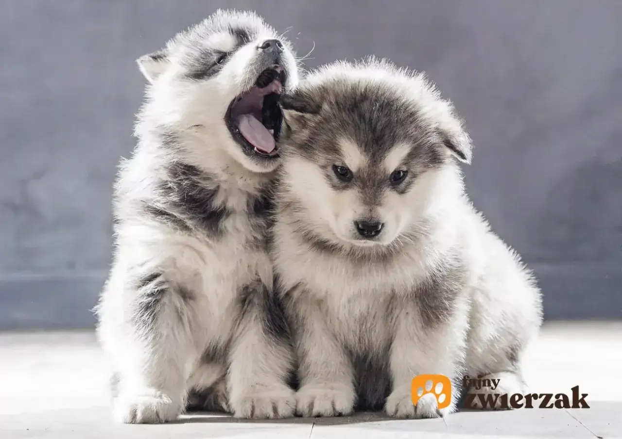 Dwa szczenięta rasy husky. Jedno ziewa, drugie patrzy z zaciekawieniem. Wczesna socjalizacja psa jest kluczowa dla jego rozwoju.