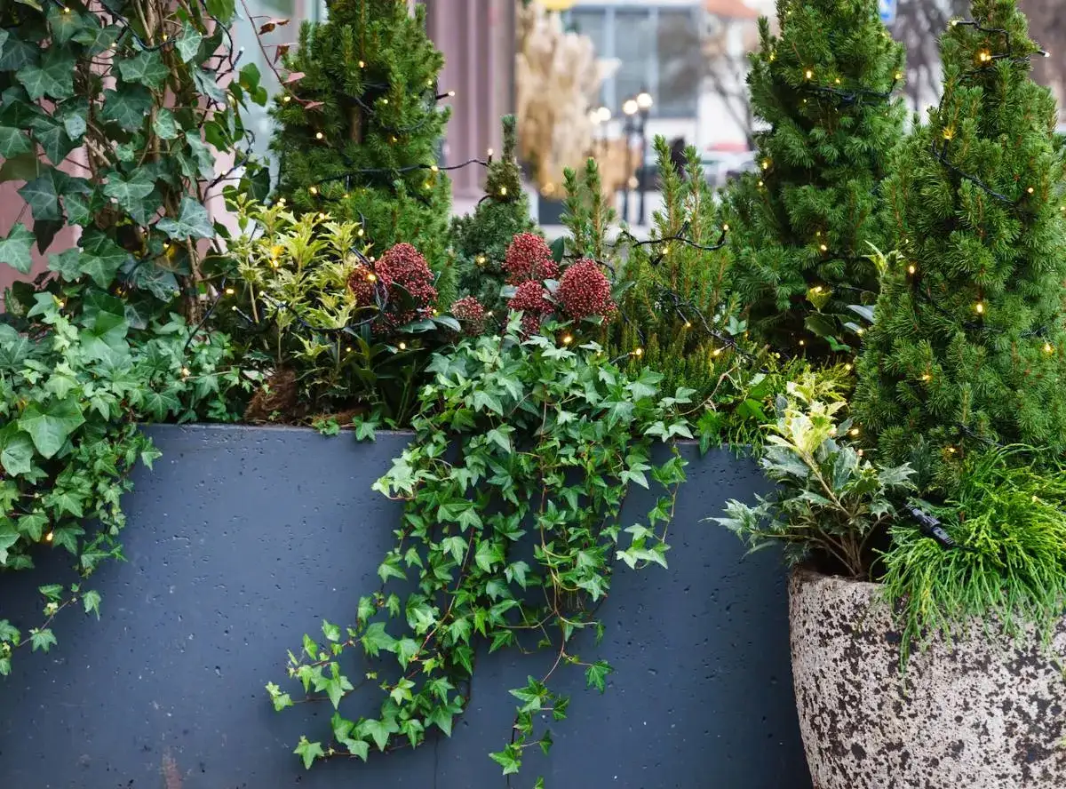 Plante balcon nord : lierre grimpant, conifères et baies rouges illuminés par des guirlandes lumineuses dans un bac sombre.