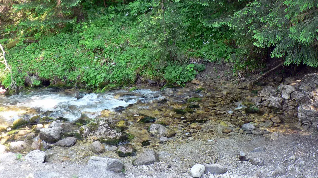 Potok górski, kamienie i bujna zieleń. Tu widać, skąd się bierze woda w górach – z licznych źródeł i strumieni.
