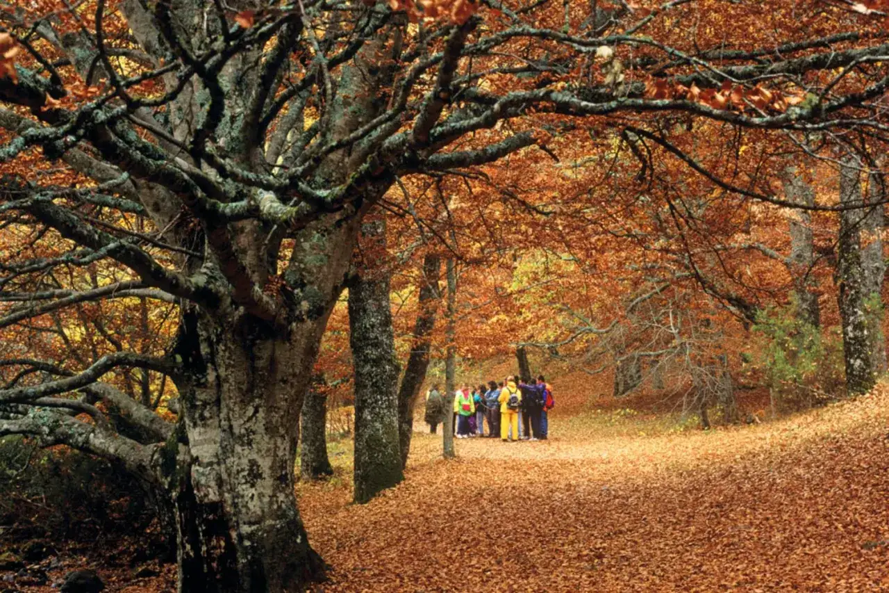 Un grupo de personas pasea por un sendero cubierto de hojas secas en el hayedo de Madrid, con árboles de ramas retorcidas y follaje otoñal.