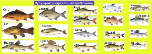 r&oacute;żne gatunki ryb słodkowodnych w Polsce