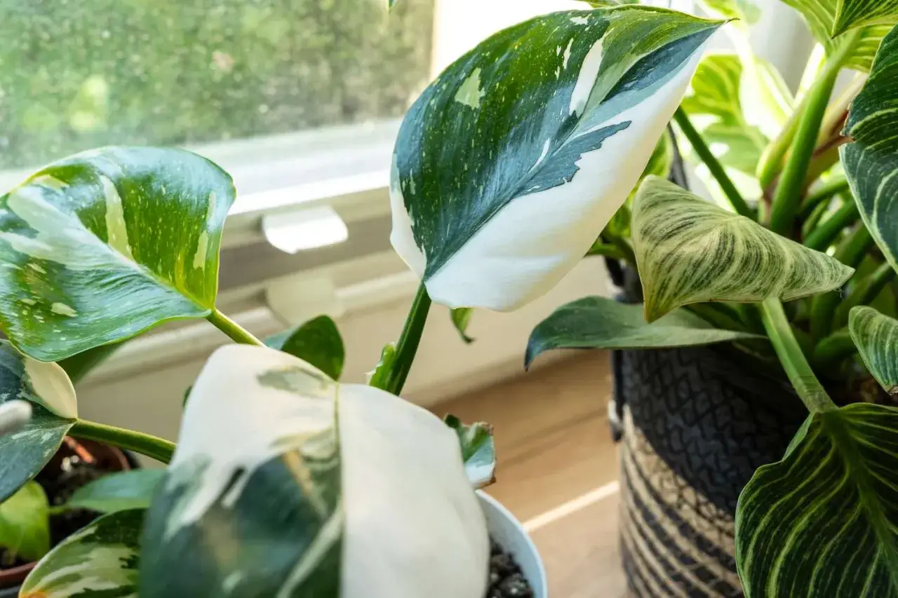 Philodendron 'White Princess' z liśćmi w odcieniach zieleni i bieli, jak królewska suknia.