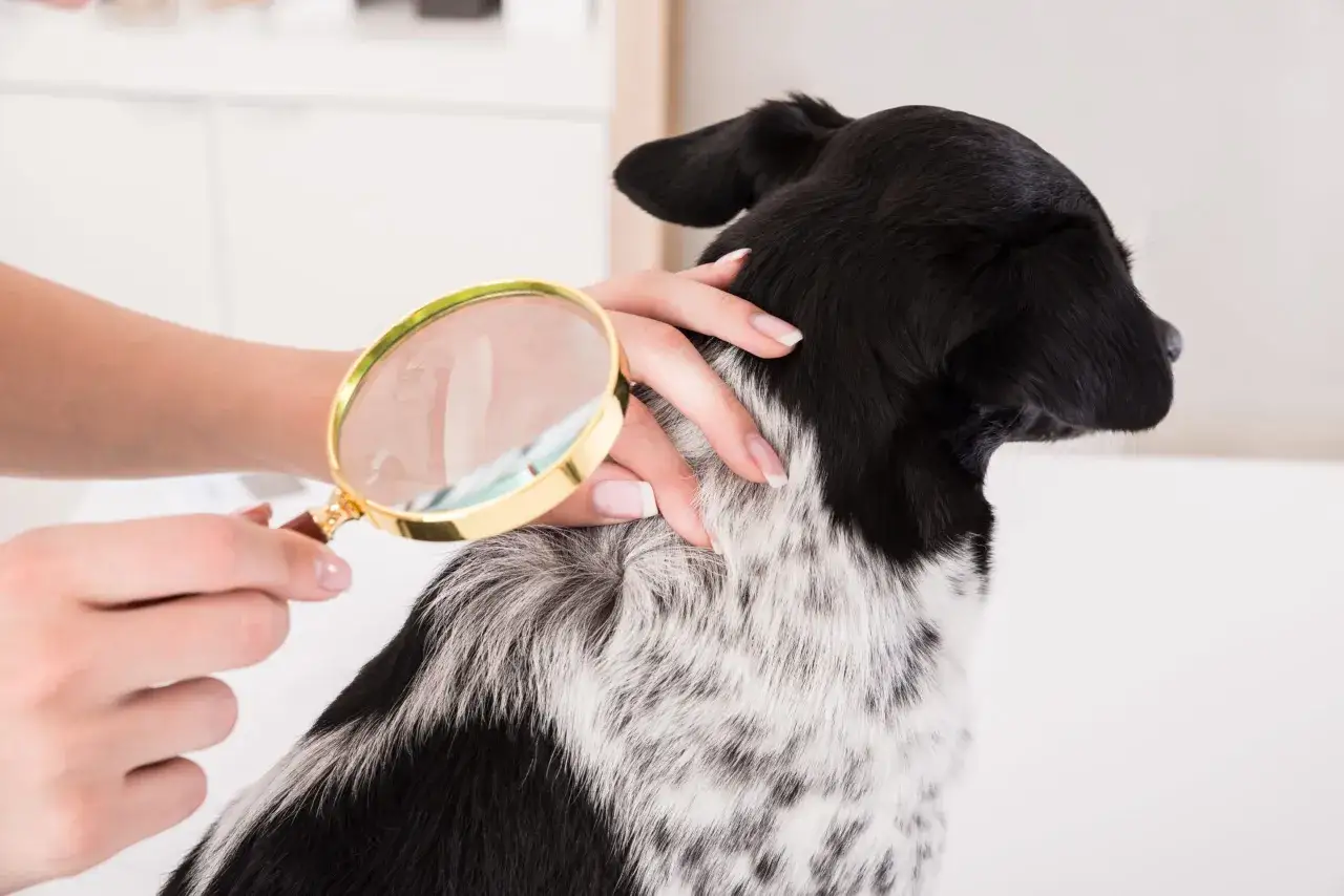 Une main examine le pelage d'un chien avec une loupe, cherchant des poux broyeurs.