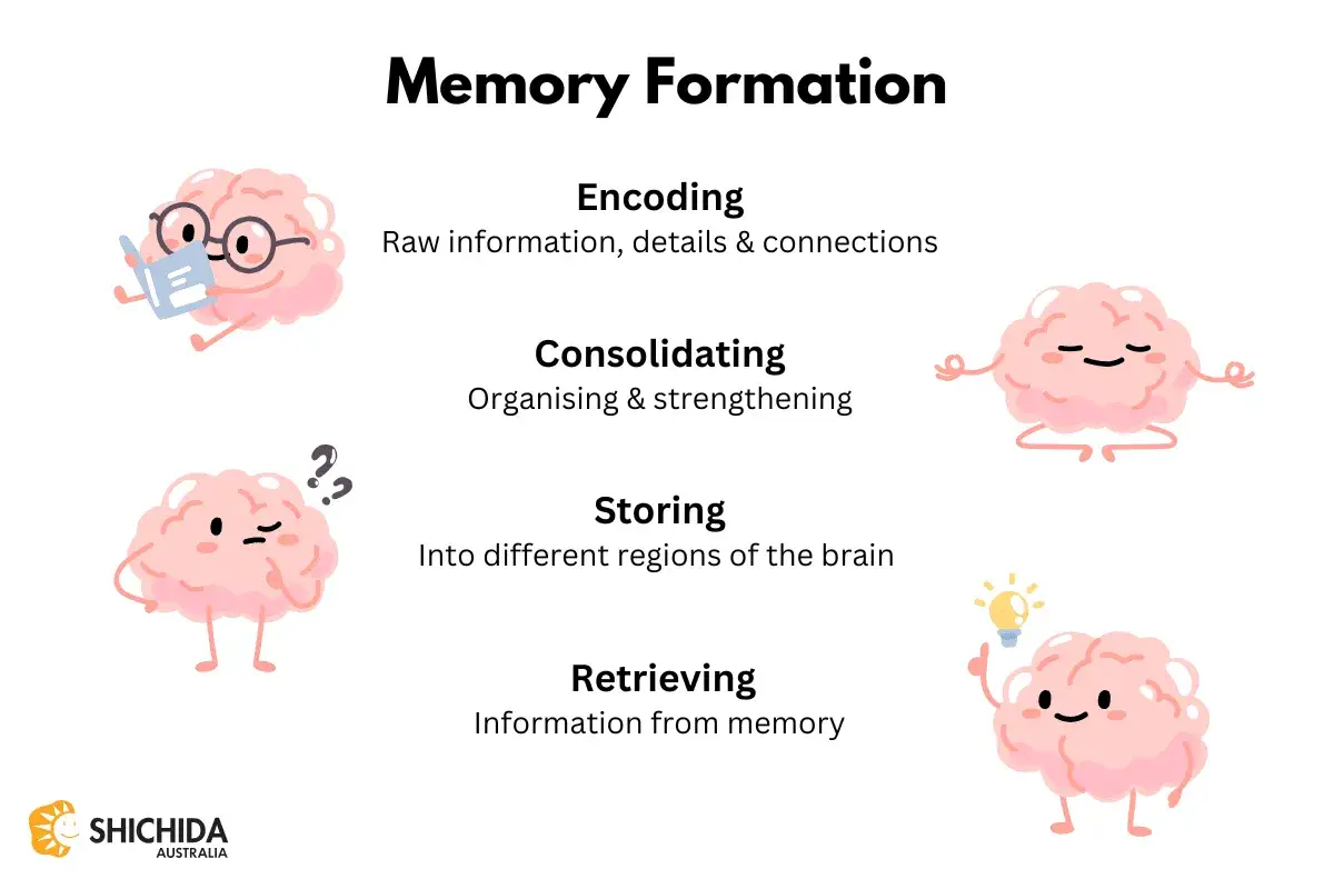 Il cervello illustra i processi di apprendimento: codifica, consolidamento, immagazzinamento e recupero delle informazioni.