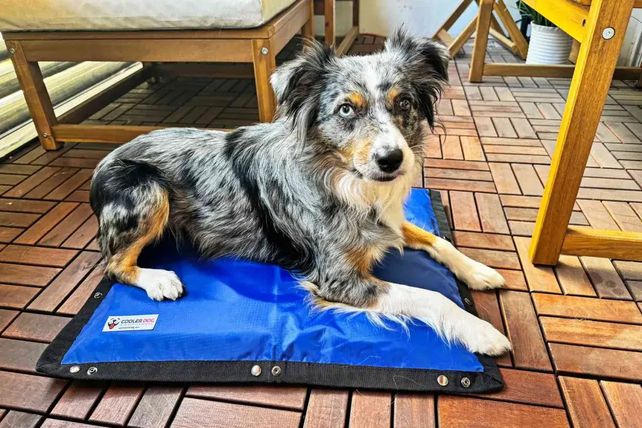 Pies rasy Border Collie leży na niebieskiej macie dla psa na zewnątrz, ciesząc się chłodem.