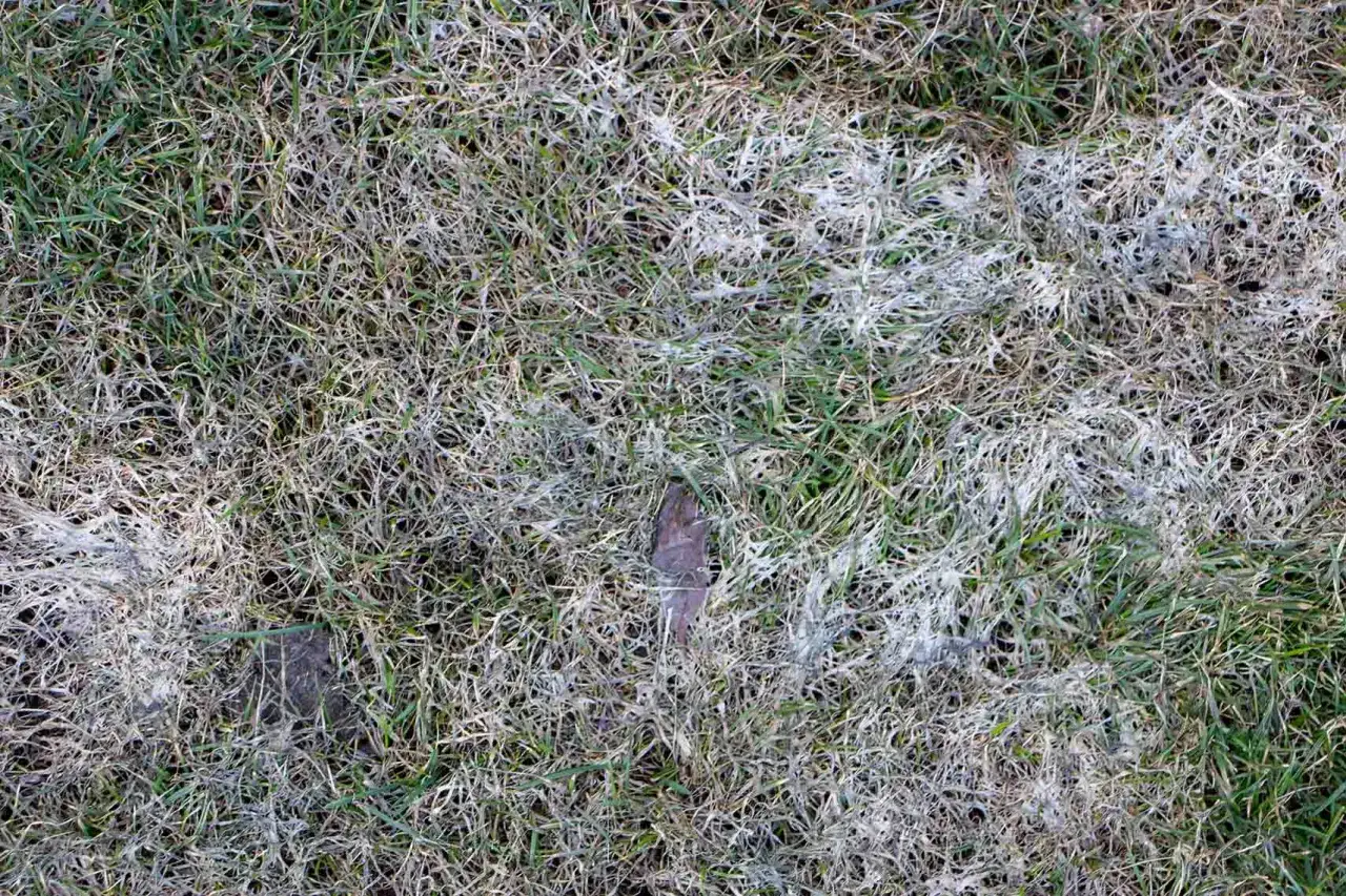 White, fuzzy snow mold covers patches of green and brown grass, hinting at winter's lingering touch.