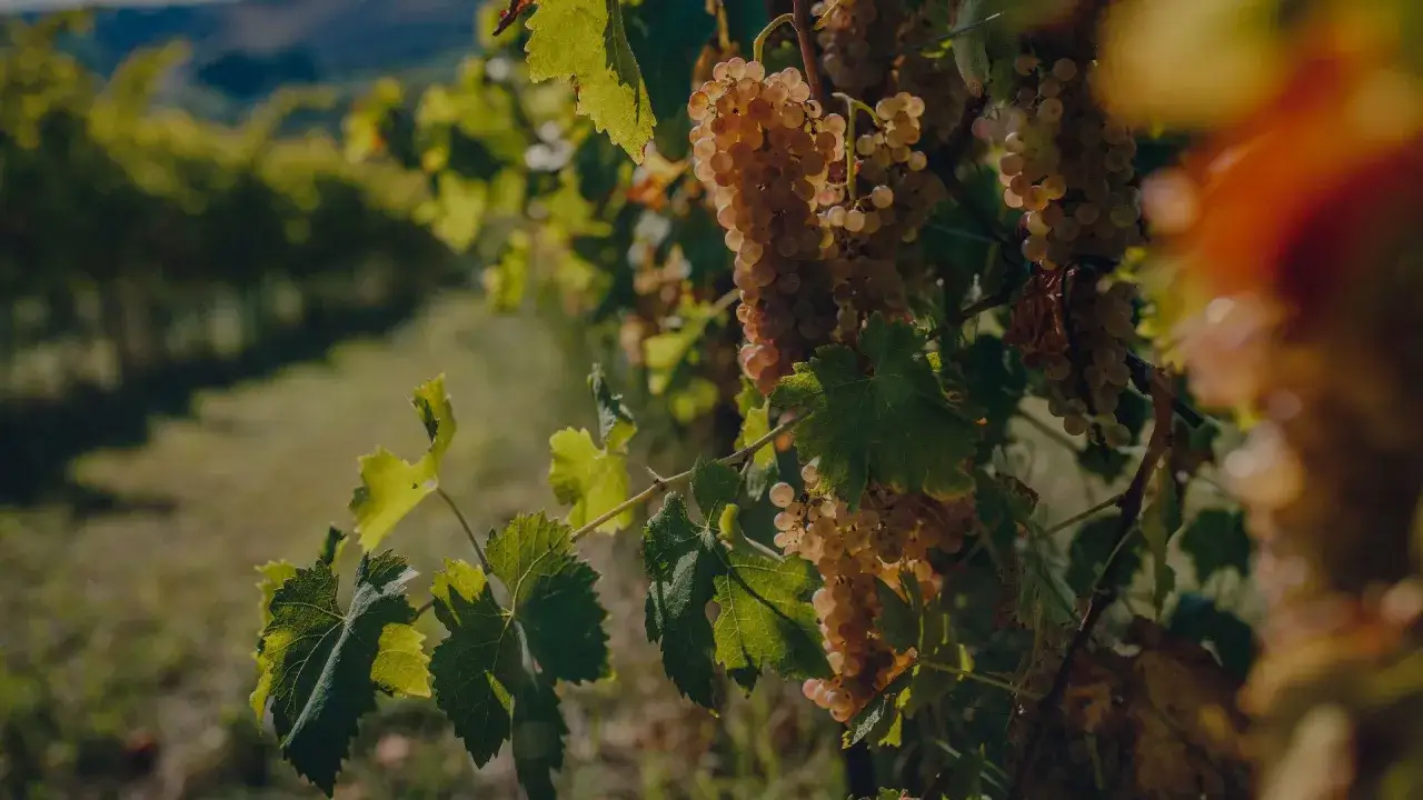 Grappoli dorati di bianchello del Metauro maturi al sole, pronti per un vino fresco e profumato.